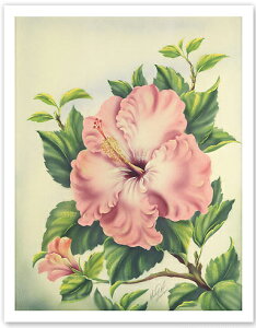 �n���C�A�� �|�X�^�[�@ �y�r���e�[�W�z�@�yPinkHibiscus�z�@�yTed Mundorff�z�@�y��23×30cm�z�n���C�A���G�݁@�n���C�A�� �G�� �C���e���A