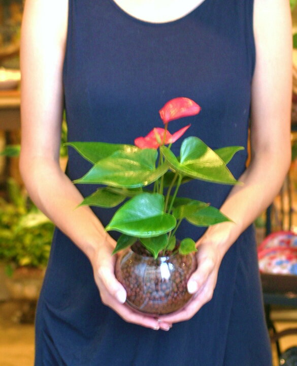 最大94 Offクーポン 水耕栽培 がじゅまる 幹太 キューブ型 ガラス容器 ハイドロボール植え 人工用土 ハイドロ 育て方 H1008 多幸の樹 精霊が宿る木 ガジュマル ガラス 花器 花瓶 ベース ヴェイス 花入れ 花生け 透明 ハイドロカルチャー 水栽培 観葉植物 観葉