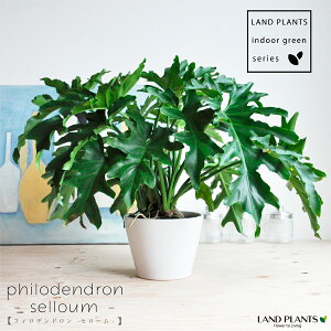 Z[ 7 F ^ ZA[g 1 yMERRt@Co[z