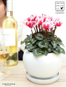 K[fVNiFԉԁj F ی^ 픫 yVRӐ΁EMz VN tC ~bNX JKroii⾉Ήԁj u^m}WEi؂\j c c ԕc  A 