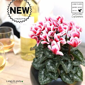 K[fVNiFԉԁj F  픫 yVRӐ΁EMz VN tC ~bNX JKroii⾉Ήԁj u^m}WEi؂\j c c ԕc  A 