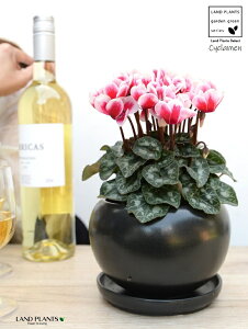 K[fVNiFԉԁj F  픫 yVRӐ΁EMz VN tC ~bNX JKroii⾉Ήԁj u^m}WEi؂\j c c ԕc  A 