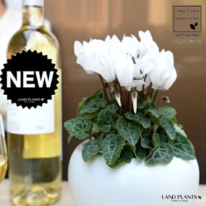 K[fVNiԁj F ی^ 픫 yVRӐ΁EMz VN tC ~bNX JKroii⾉Ήԁj u^m}WEi؂\j c c ԕc  A A  