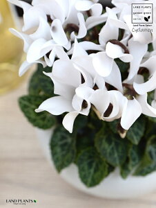 K[fVNiԁj F ی^ 픫 yVRӐ΁EMz VN tC ~bNX JKroii⾉Ήԁj u^m}WEi؂\j c c ԕc  A A  