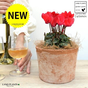 �K�[�f���V�N�������i�ԉԁj ���F ���X�|�b�g �V�����_�[�^ ���픫 �y�R�R�t�@�C�o�[�z �V�N������ �t�C�� �~�b�N�X �J�K���r�o�i�i⾉Ήԁj �u�^�m�}���W���E�i�؂��\���j �c �c�� �ԕc 