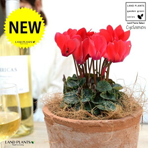 �K�[�f���V�N�������i�ԉԁj ���F ���X�|�b�g �V�����_�[�^ ���픫 �y�R�R�t�@�C�o�[�z �V�N������ �t�C�� �~�b�N�X �J�K���r�o�i�i⾉Ήԁj �u�^�m�}���W���E�i�؂��\���j �c �c�� �ԕc 