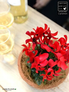 �K�[�f���V�N�������i�ԉԁj ���F ���X�|�b�g �V�����_�[�^ ���픫 �y�R�R�t�@�C�o�[�z �V�N������ �t�C�� �~�b�N�X �J�K���r�o�i�i⾉Ήԁj �u�^�m�}���W���E�i�؂��\���j �c �c�� �ԕc 