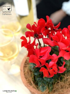 �K�[�f���V�N�������i�ԉԁj ���F ���X�|�b�g �V�����_�[�^ ���픫 �y�R�R�t�@�C�o�[�z �V�N������ �t�C�� �~�b�N�X �J�K���r�o�i�i⾉Ήԁj �u�^�m�}���W���E�i�؂��\���j �c �c�� �ԕc 