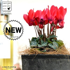 K[fVNiԉԁj F X|bg V_[^ 픫 yRRt@Co[z VN tC ~bNX JKroii⾉Ήԁj u^m}WEi؂\j c c ԕc 