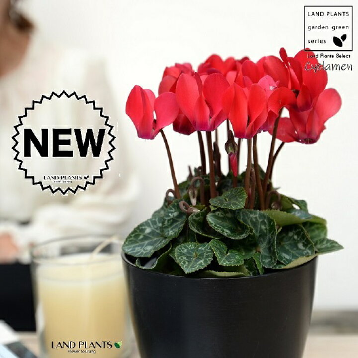 楽天市場 ガーデンシクラメン 赤花 4号 黒色 プラスチック鉢 シクラメン フイリ ミックス カガリビバナ 篝火花 ブタノマンジュウ 豚の饅頭 苗 苗木 花苗 鉢花 鉢植え 植木 赤 レッド 白 ホワイト 丸 プラ鉢 12cm 観葉植物 Land Plants 楽天市場店 楽天市場 ガーデンシクラメン 赤花 4号 黒色 プラスチック鉢 シクラメン フイリ ミックス カガリビバナ 篝火花 ブタノマンジュウ 豚の饅頭 苗 苗木 花苗 鉢花 鉢植え 植木 赤 レッド 白 ホワイト 丸 プラ鉢 12cm 観葉植物 Land Plants 楽天市場店