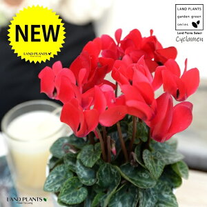 K[fVNiԉԁj 4 F vX`bN yRRt@Co[z VN tC ~bNX JKroii⾉Ήԁj u^m}WEi؂\j c c ԕc  A A