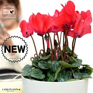 K[fVNiԉԁj 4 F vX`bN yRRt@Co[z VN tC ~bNX JKroii⾉Ήԁj u^m}WEi؂\j c c ԕc  A A