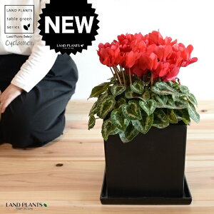 �V�N�������i�ԉԁj ���F �L���[�u�^ ���픫 L�T�C�Y �y�R�R�t�@�C�o�[�E��M�z�V�N������ �t�C�� �~�b�N�X �J�K���r�o�i�i⾉Ήԁj �u�^�m�}���W���E�i�؂��\���j �c �c�� �ԕc ���� ���A