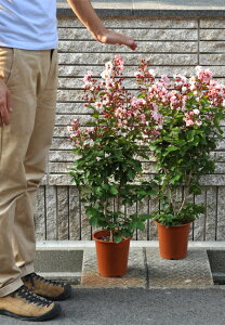 TXx 6vX`bN 1 ԐFisNjF85cm