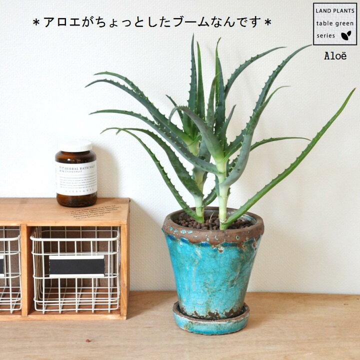楽天市場】ビンテージ鉢に植えた アロエ オシャレな鉢で育てよう 