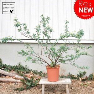 Rf}i{j 5 vX`bN 1 XYJP t? Reeves spirea