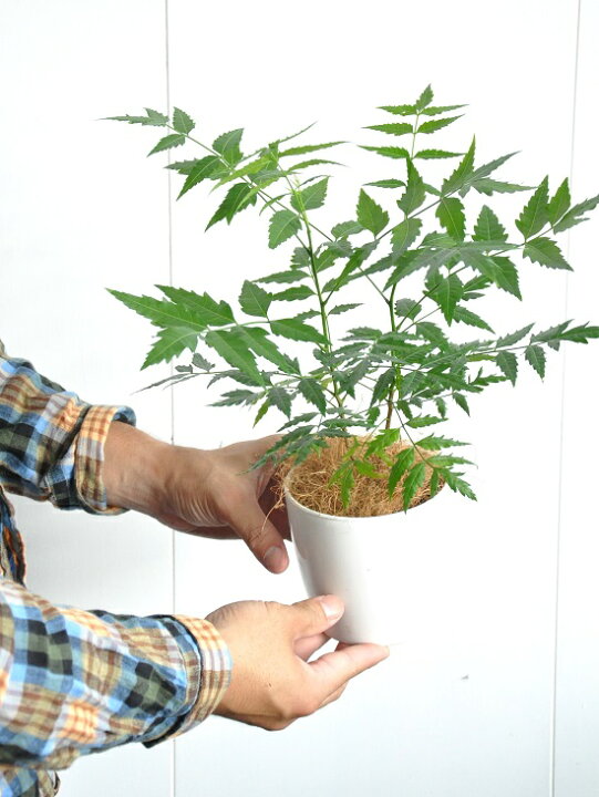 ニーム ミラクルニーム 4号鉢 夏の虫よけ対策 ハーブ 天然植物性農薬 Herb 中華のおせち贈り物