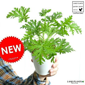楽天市場 ゼラニウム 鉢花 花 観葉植物 花 ガーデン Diyの通販