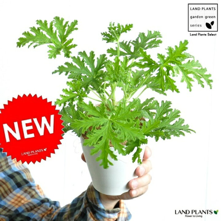 楽天市場 お試し カトリソウ 虫除けの木 4号 白色 プラスチック鉢 ココファイバー 蚊取草 ニオイゼラニウム カレンソウ センテッドゼラニウム 蚊酔草 蚊連草 苗 苗木 蚊 蚊除け 香取 蚊取り草 節電対策 デング熱対策 Land Plants 楽天市場店