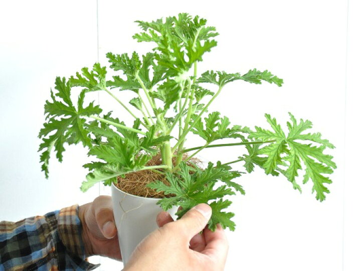 楽天市場 お試し カトリソウ 虫除けの木 4号 白色 プラスチック鉢 ココファイバー 蚊取草 ニオイゼラニウム カレンソウ センテッドゼラニウム 蚊酔草 蚊連草 苗 苗木 蚊 蚊除け 香取 蚊取り草 節電対策 デング熱対策 Land Plants 楽天市場店