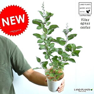 jW{NivvAj 4 F vX`bN 1 Vitex agnus-castusEchaste treeEV\EZCEjW{N@`FXgc[En[uEcEc؁EjW{N̖