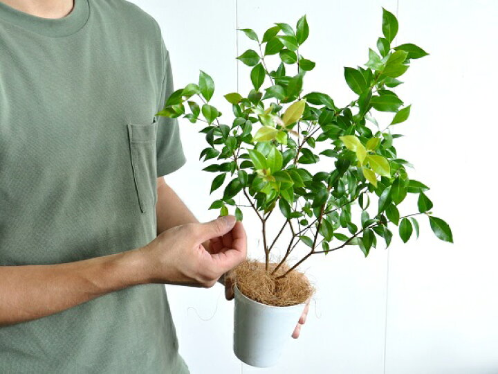 楽天市場 お試し シナモンマートル 4号 白色 プラスチック鉢 シトラール Backhousia Myrtifolia シナモンギンバイカ 鉢植え 苗 苗木 レモンマートル ハーブティー ニッキ バルコニスト ポイント消化 観葉植物 ハーブ Land Plants 楽天市場店