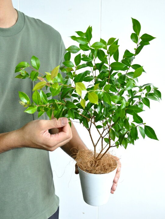 楽天市場 お試し シナモンマートル 4号 白色 プラスチック鉢 シトラール Backhousia Myrtifolia シナモンギンバイカ 鉢植え 苗 苗木 レモンマートル ハーブティー ニッキ バルコニスト ポイント消化 観葉植物 ハーブ Land Plants 楽天市場店 楽天市場 お試し シナモンマートル 4号 白色 プラスチック鉢 シトラール Backhousia Myrtifolia シナモンギンバイカ 鉢植え 苗 苗木 レモンマートル ハーブティー ニッキ バルコニスト ポイント消化 観葉植物 ハーブ Land Plants 楽天市場店
