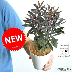 yz [tHrAiubNo[hj 4 F vX`bN [zrAEgE_COTEEuphorbia martinii 'Black Bird' @AE񂹐AEoRjXgEJ[[t@|C