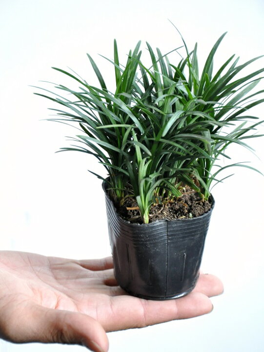 楽天市場 タマリュウ 玉竜 個セット 2 5号サイズ 7 5cmポット ギョクリュウ 竜の髭 リュウノヒゲ 竜のひげ グランドカバー バルコニスト ジャノヒゲ ポイント消化 植物 苗 苗木 鉢 鉢植え 寄せ植え 土留め 駐車場 Land Plants 楽天市場店