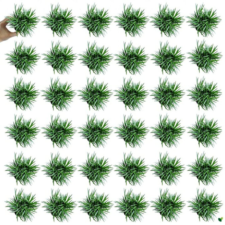 楽天市場 New タマリュウ 玉竜 40個セット 2 5号サイズ 7 5cmポット ギョクリュウ 竜の髭 リュウノヒゲ 竜のひげ グランドカバー バルコニスト ジャノヒゲ ポイント消化 植物 苗 苗木 鉢 鉢植え 寄せ植え 土留め 駐車場 Land Plants 楽天市場店