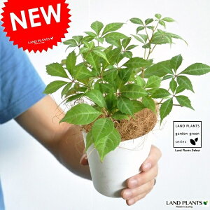 yz w[c_ 4 F vX`bN AE񂹐AEoRjXgEӁEc^@|CgEϗtAEK[fjO@cEc؁E