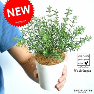 EGXgMAiΗtFu[WFj 3 |bgc 1 I[XgA[Y}[ Westringia Coastal rosemary,Australian rosemary