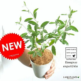 楽天市場 オリーブ 苗木 種類 植物 ユーカリ の通販 楽天市場 オリーブ 苗木 種類 植物 ユーカリ の通販