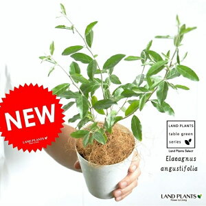 yz VAI[uiR`j 4 F vX`bN z\oO~ iMoO~EO~EElaeagnus angustifolia@EAEcEc؁EVo[[t@|CgEϗtA