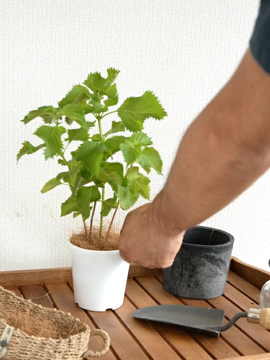 楽天市場 お試し シソ 青紫蘇 4号 苗 白色 プラスチック鉢 鉢植え 大葉 オオバ 紫蘇 青紫蘇 青蘇 アオジソ 青シソ しそ 食用 料理に使える 観葉植物 植物 しそ苗 苗木 Land Plants 楽天市場店