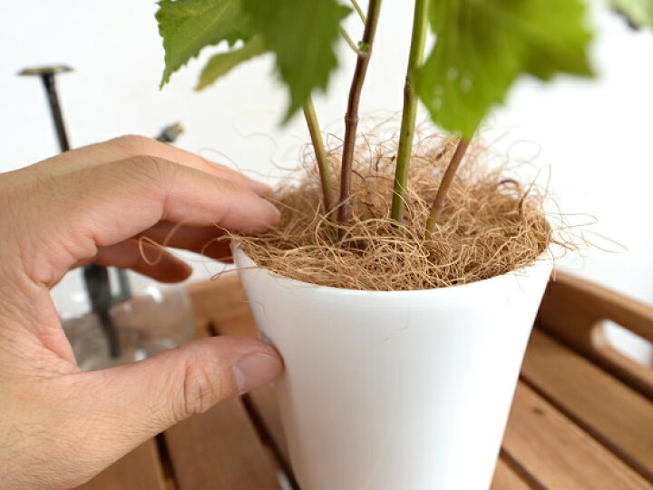 楽天市場 お試し シソ 青紫蘇 4号 苗 白色 プラスチック鉢 鉢植え 大葉 オオバ 紫蘇 青紫蘇 青蘇 アオジソ 青シソ しそ 食用 料理に使える 観葉植物 植物 しそ苗 苗 苗木 Land Plants 楽天市場店