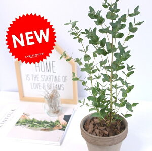 チョコレート 観葉植物の人気商品 通販 価格比較 価格 Com チョコレート 観葉植物の人気商品 通販 価格比較 価格 Com