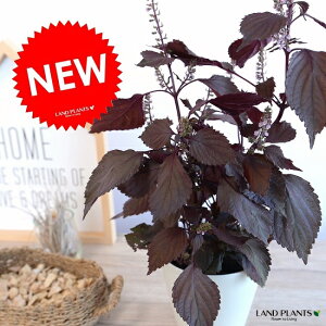 観葉植物 青 苗の人気商品 通販 価格比較 価格 Com