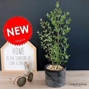 ���[�J�� �i�O�j�[) ���X�|�b�g �V�����_�[ ���F ���픫 ���A�� ���� �e���R�b�^�� �u���b�N �D�F �D �O���[ ���[�J���̖� ���[�J���v�^�X �t�g���� �O�j �R�A�� �V�R����� �ϗt�A�� ������