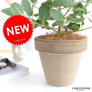チョコレート 観葉植物の人気商品 通販 価格比較 価格 Com チョコレート 観葉植物の人気商品 通販 価格比較 価格 Com