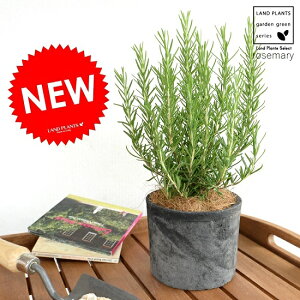 [Y}[ F X|bg V_[^ eRb^yRRt@Co[Eĕz MOSSPOT f 픫 A   ubN O[ DF  c c   n[u }lE R