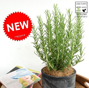 [Y}[ F X|bg V_[^ eRb^yRRt@Co[Eĕz MOSSPOT f 픫 A   ubN O[ DF  c c   n[u }lE R