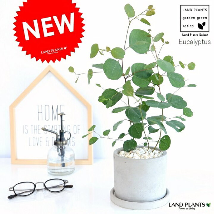 楽天市場 ユーカリ ポポラス セメント シリンダー型 陶器鉢 ポリアンセモス 丸葉 ハートの葉 丸鉢 鉢植え 陶器 グレー 灰色 コンクリ コンクリート ユーカリの木 ユーカリプタス フトモモ グニ コアラ 観葉植物 シルバーリーフ Land Plants 楽天市場店