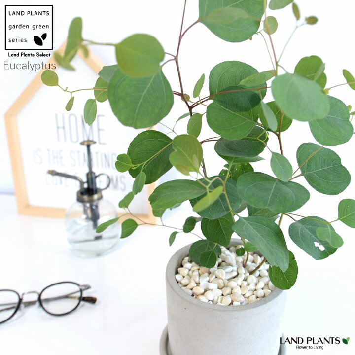 楽天市場 丸葉 ユーカリ ポポラス セメント シリンダー型 陶器鉢 ポリアンセモス ハートの葉 丸鉢 鉢植え 陶器 グレー 灰色 コンクリ コンクリート ユーカリの木 ユーカリプタス フトモモ グニ コアラ 観葉植物 シルバーリーフ Land Plants 楽天市場店