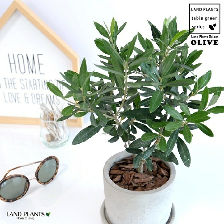 楽天市場 オリーブ セメント シリンダー 陶器鉢 バークチップ 育て方 鉢植え 陶器 コンクリポット 丸形 グレー 灰色 灰 オリーブの木 観葉植物 苗 苗木 Land Plants 楽天市場店