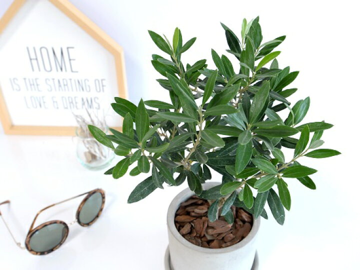 楽天市場 オリーブ セメント シリンダー 陶器鉢 バークチップ 受皿 育て方 鉢植え 陶器 コンクリポット 丸形 グレー 灰色 灰 オリーブの木 観葉植物 苗 苗木 Land Plants 楽天市場店