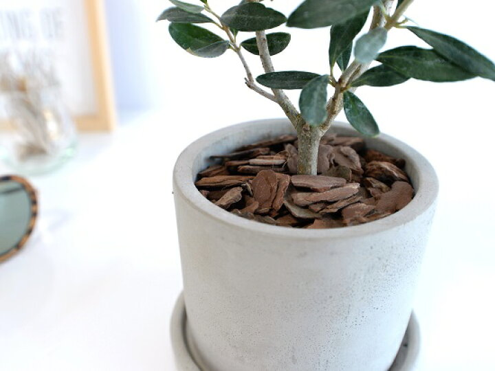 楽天市場 オリーブ セメント シリンダー 陶器鉢 バークチップ 受皿 育て方 鉢植え 陶器 コンクリポット 丸形 グレー 灰色 灰 オリーブの木 観葉植物 苗 苗木 Land Plants 楽天市場店