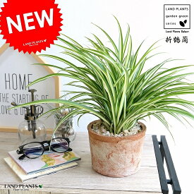楽天市場 オリヅルラン 観葉植物 花 観葉植物 花 ガーデン Diyの通販