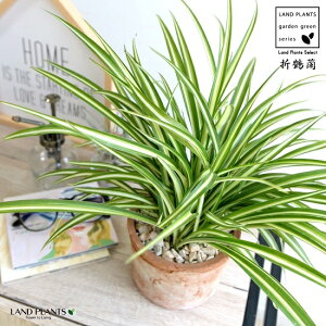 観葉植物 オリヅルランの人気商品 通販 価格比較 価格 Com