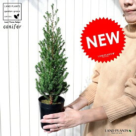 楽天市場 コニファー 寄せ植え ガーデニング 農業 花 ガーデン Diy の通販